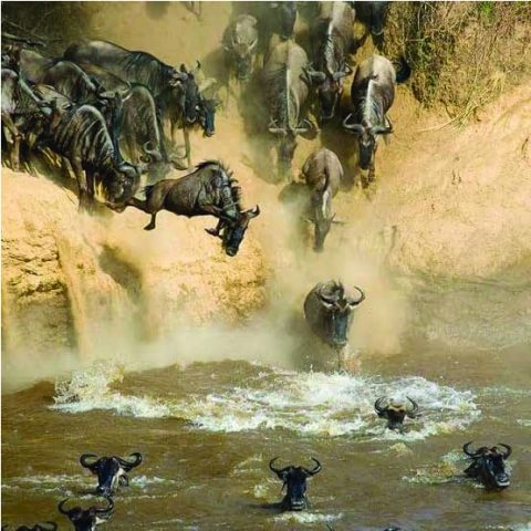 Loushir African Safaris Limited cover image