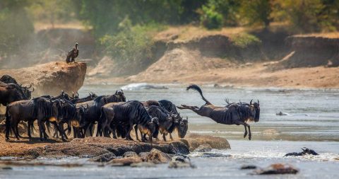 Nature Pulse Expeditions cover image