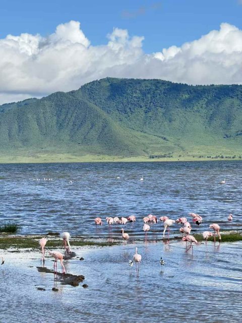 Nature's Symphony Safaris