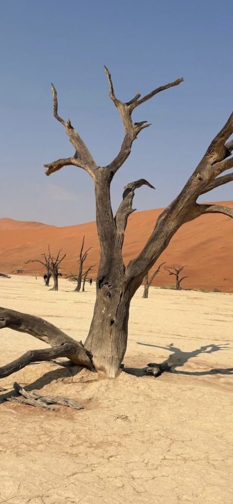 Nawa Tours & Safaris cover image