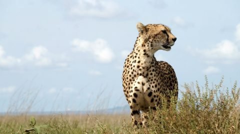 Olitiko Safaris