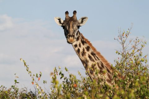 Phil Travels Safari cover image