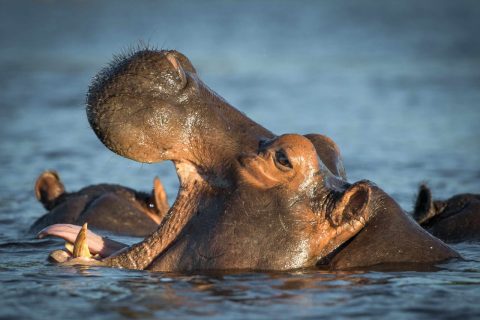 Savanna Safaris and Tours cover image