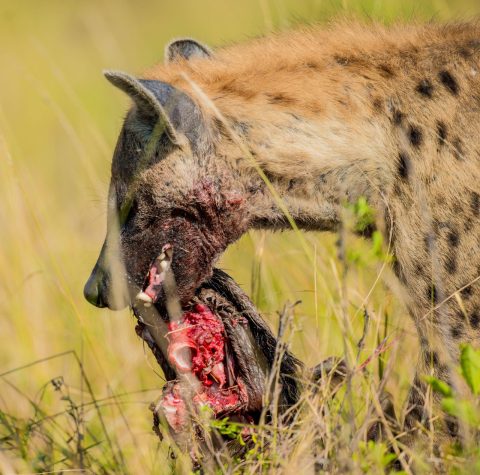 Sere Adventure Safari cover image