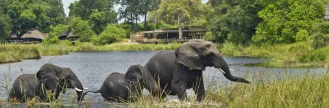 Swahili Safari Escape cover image