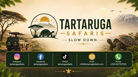 Tartaruga Safaris