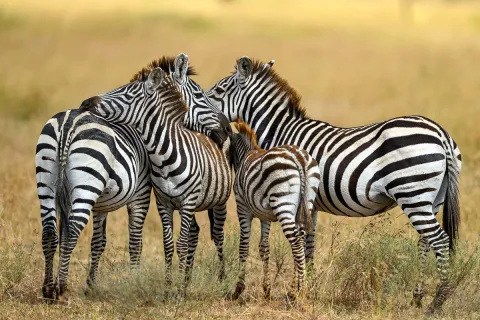 Tembelea Asilia Adventures cover image