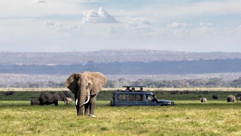 Tusafiri Africa Safaris cover image