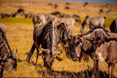 Untamed Horizon Safaris