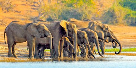 Wonders of Chobe Safaris cover image