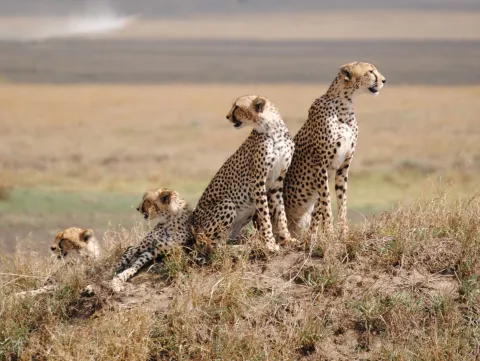 1-Day Mikumi Fly in Shared Safari from Zanzibar gallery image
