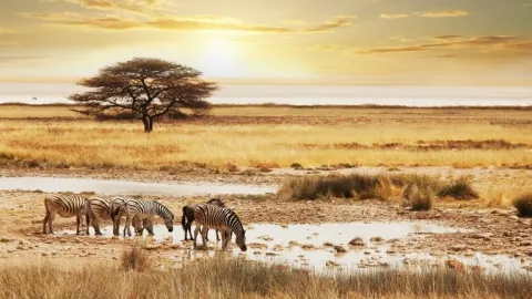 1-Day Mikumi Fly in Shared Safari from Zanzibar gallery image