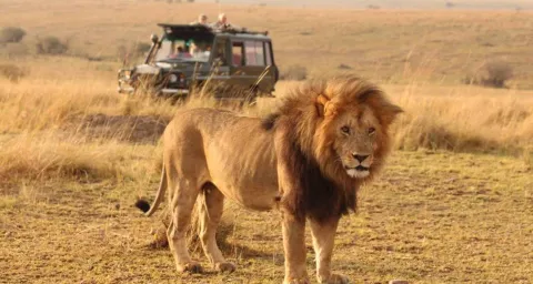 1-Day Fly-In shared safari to Mikumi National Park gallery image