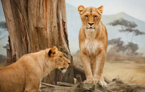 1-Day Fly-In shared safari to Mikumi National Park gallery image