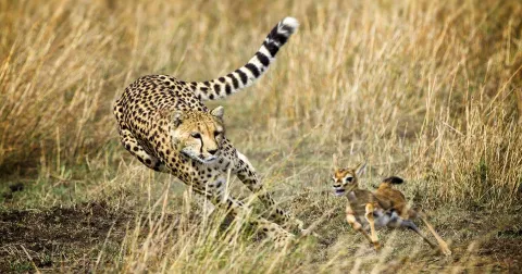 1-Day Fly-In shared safari to Mikumi National Park gallery image