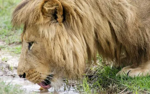 2-Day 1 Night Mid-Range Ngorongoro Crater to Tarangire gallery image