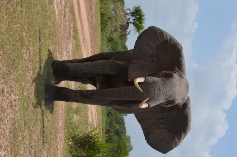 2-Day Flying Safari Zanzibar to Nyerere NP gallery image