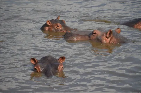 2-Day Flying Safari Zanzibar to Nyerere NP gallery image