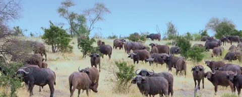 2-Day classic Safari Mikumi NP and Maasai Culture gallery image