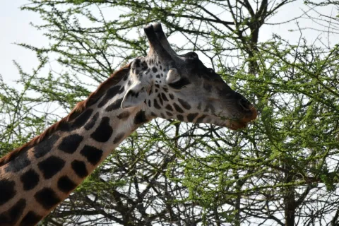 3-Day Selous Game Reserve from Zanzibar or Dar Es Salaam gallery image