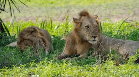 2-Day Safari Dar Es Salaam To Nyerere NP Game Drive + Boat gallery image