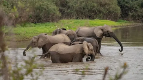 2-Day Safari Dar Es Salaam To Nyerere NP Game Drive + Boat gallery image