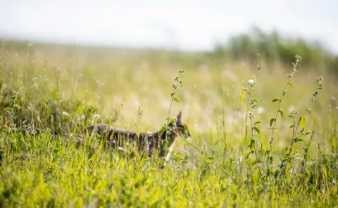 2-Day Zanzibar to Serengeti by Flight + 2 Game Drive gallery image