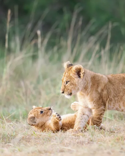 2-Day Amboseli National Park Safari gallery image
