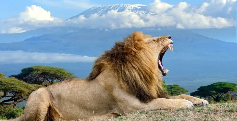2-Day Amboseli National Park Safari gallery image