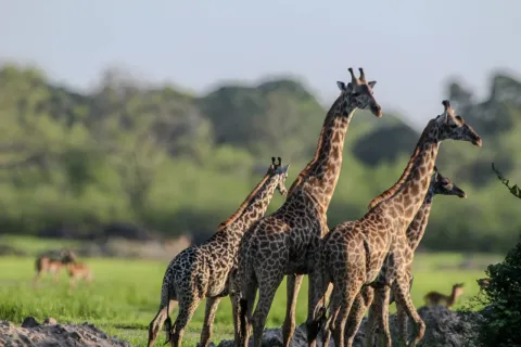 2-Day Classic Selous Safari Tour gallery image