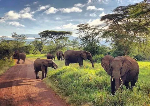 2-Day Mikumi National Park and Maasai Visit gallery image