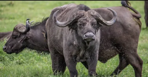 2-Day Mikumi National Park and Maasai Visit gallery image