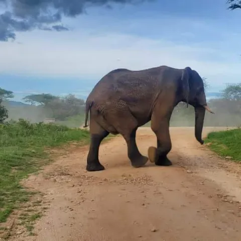 2-Day Mikumi National Park and Maasai Visit gallery image