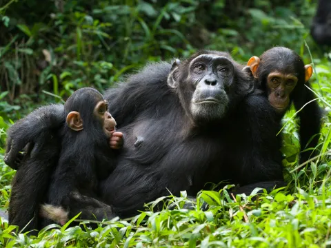 3-Day Chimpanze Tracking and Bigodi Swamp Walk gallery image