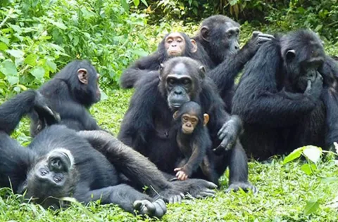 3-Day Chimpanze Tracking and Bigodi Swamp Walk gallery image