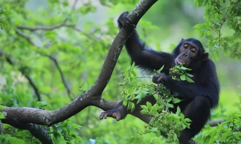 3-Day Chimpanze Tracking and Bigodi Swamp Walk gallery image