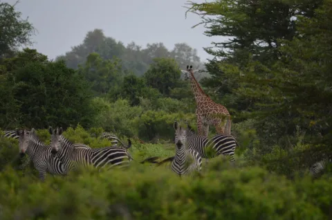 3-Day Flying Adveture Zanzibar to Nyerere NP gallery image