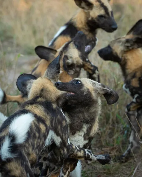 1-Day Nyerere NP (Selous) Safari from Zanzibar gallery image