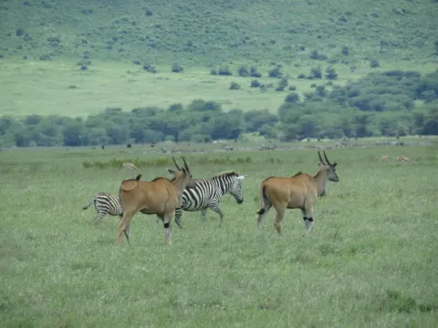 3-Day Nature & Cultural Mikumi Group Safari gallery image