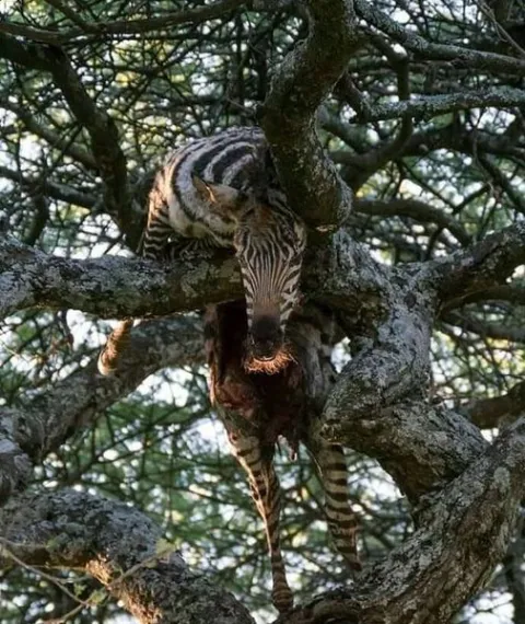 3-Day Nature & Cultural Mikumi Group Safari gallery image
