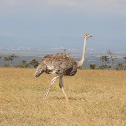 3-Day Olpejeta Conservancy Tour, 2 Remaining White Rhino gallery image