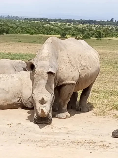 3-Day Olpejeta Conservancy Tour, 2 Remaining White Rhino gallery image
