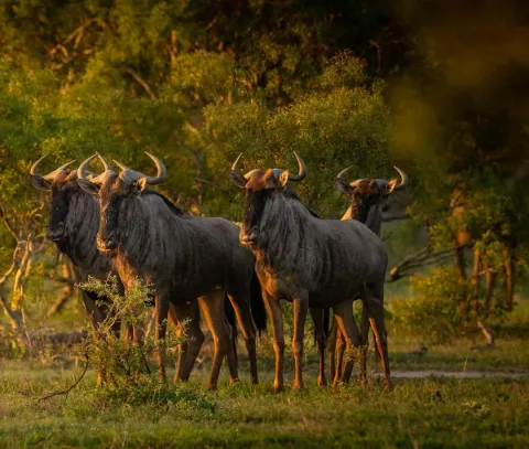 2-Day Safari Dar Es Salaam to Nyerere NP gallery image