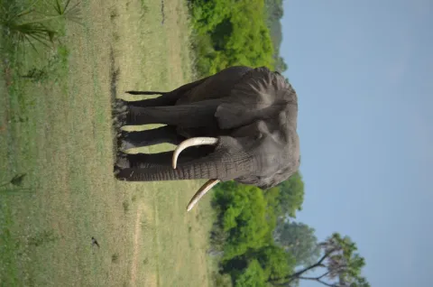 2-Day Safari Dar Es Salaam to Nyerere NP gallery image