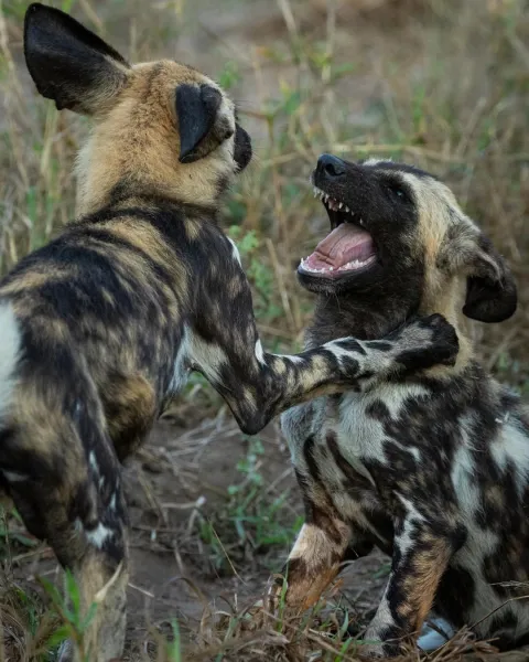 2-Day Safari Dar Es Salaam to Nyerere NP gallery image