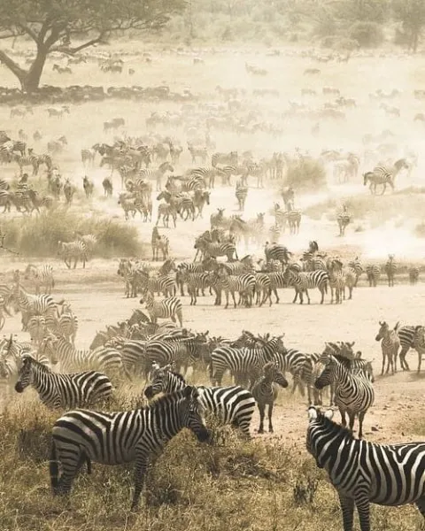 3-Day Serengeti Fly in Safari gallery image