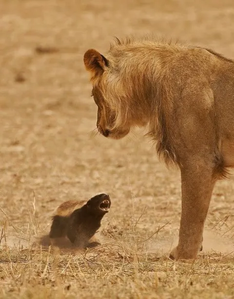 3-Day Serengeti and Ngorongoro gallery image
