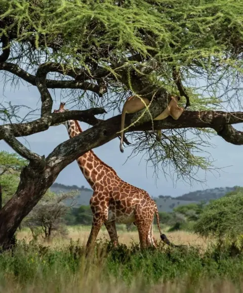 3-Day Wildlife and Cultural Experience in Tanzania gallery image