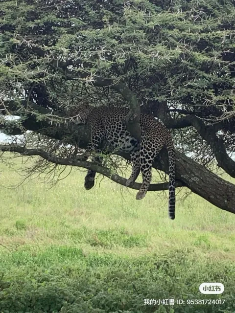 3-Day Group Tour to Serengeti Ngorongoro gallery image