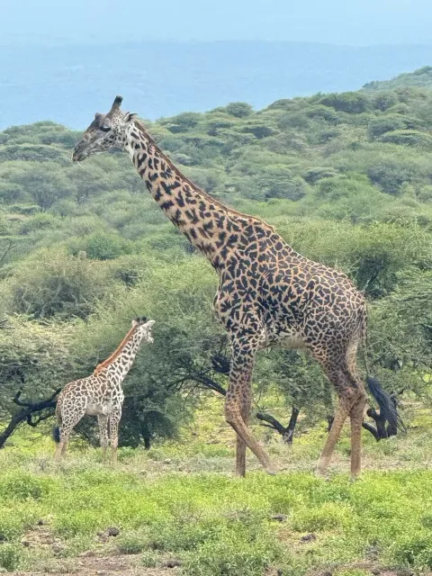 3-Day Group Tour to Serengeti Ngorongoro gallery image